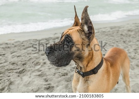 A large great dane dog on a beach with a nice profile of the canine's face. Foto d'archivio © 