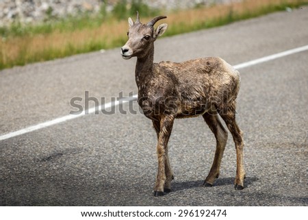 Little Rocky Mountain Sheep on the Road