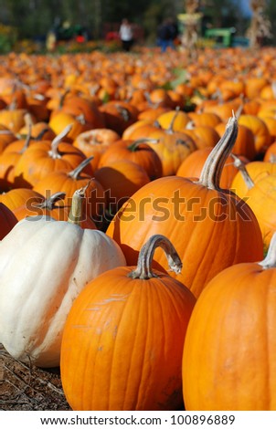 Afternoon light on a Pumpkin Patch in Oregon with Many Pumpkins Waiting to be Picked to be Carved, baked into a Pie, or Pureed for Soup.   Background blurred for copy or text.