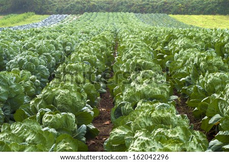 Rows of Brussel Sprouts with leafy greens for tops in a Farm Field in Oregon, a cold weather crop, rich in vitamins C, B,  K, fiber,  and low in calories