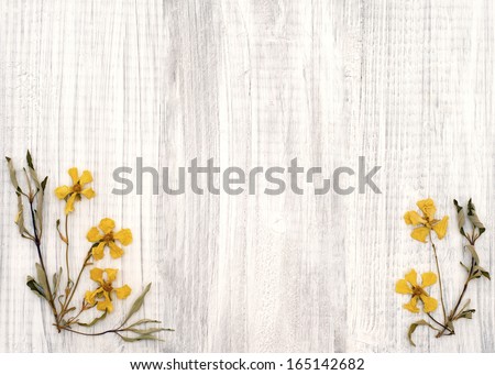 Lovely Rock Rose Dried Yellow Flowers on Shabby Chic Rustic White Wood Board with room or space for copy, text, or words in the center area.