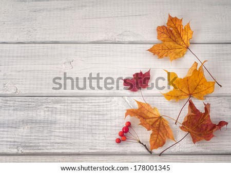Colorful Fall Leaves and Red Berries on White and gray wood background with space or room for copy, text, words.  Horizontal
