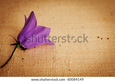 A Purple Bellflower on a Vignetted Burlap Background with Room for Your Wording