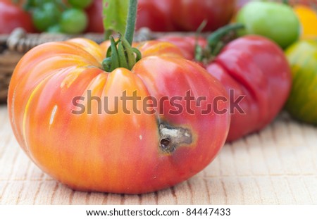 Beautiful Tomato Ruined by a Worm is Now a Rotten Tomato Showing that Beauty is Only Skin Deep