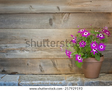 Pretty Purple Pericallis Flowers in a Potting Shed on side on Rustic Stone Floor against Rustic Wood Board Wall Background with empty room or space for text, copy, your words.  Horizontal warm tones.