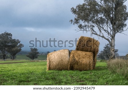 Foto Bild Kornkreise Lebensmittel