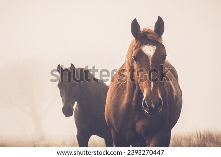 Similar – Image, Stock Photo Foggy morning in the Harz Mountains