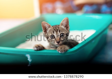 Cute little cat in the sandbox Foto stock © 