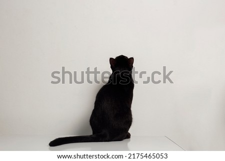 Similar – Image, Stock Photo Black cat looking at camera
