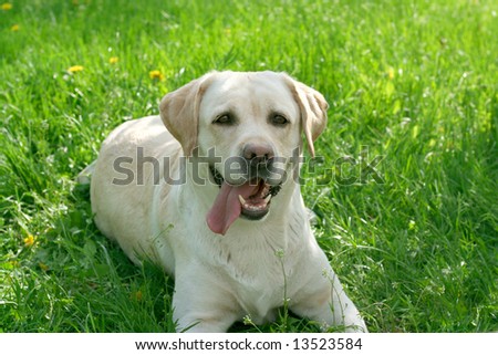 Dog, white labrador on a green lawn
