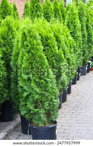 Similar – Image, Stock Photo Thuja hedge in the snow