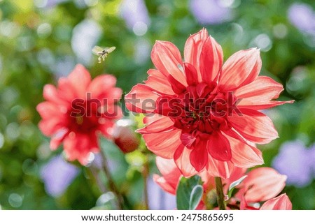 Similar – Image, Stock Photo Buds of red dahlias. Flowering shrubs of dahlia in the form of a flower bed in the garden