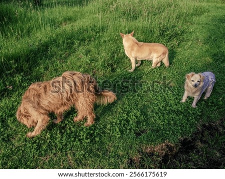 Similar – Foto Bild Glücklicher Mischlingshund geht auf der Straße