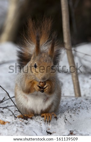 Winter squirrel with a nut
