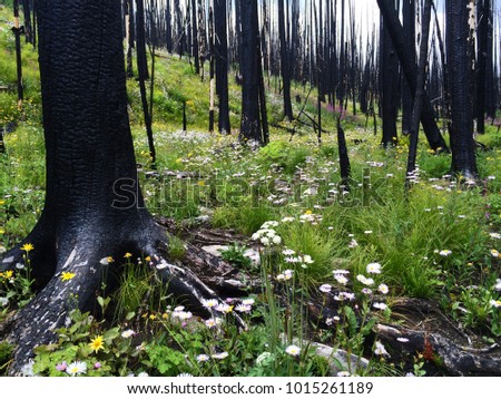 Similar – Foto Bild Nach dem Waldbrand