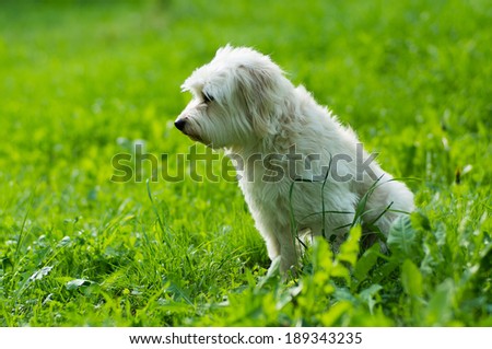 White dog relaxing in the garden