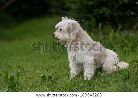 White dog relaxing in the garden
