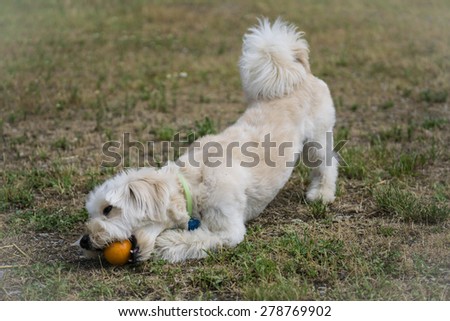 White dog enjoys his ball