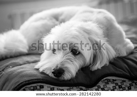 Black and white dog portrait on the bed