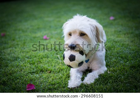 Dog biting his ball