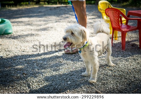 Dog with leash in the park