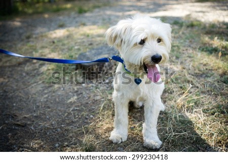 Sitted dog with leash