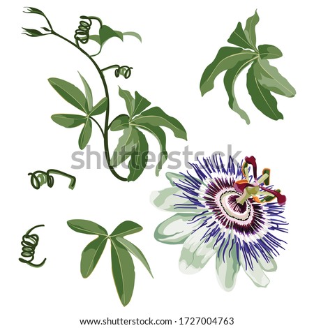 plant Passiflora Elegante
