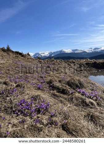Similar – Image, Stock Photo Gently blue crocuses. Crocus bush. Macro.