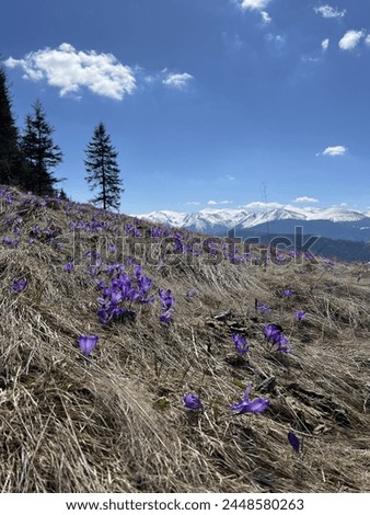 Similar – Image, Stock Photo Gently blue crocuses. Crocus bush. Macro.