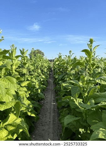 Similar – Foto Bild Grüne Tabakpflanzen auf einem Feld in Deutschland