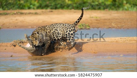 Jaguar attacking cayman crocodile, animals in wild nature, prey hunting Foto d'archivio © 