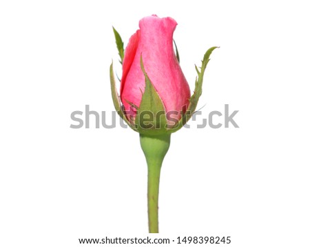 Similar – Image, Stock Photo pink rosebud about to bloom IV