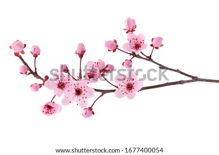 Similar – Image, Stock Photo Branches with spring flowers in the rain at the lake with rain tropics