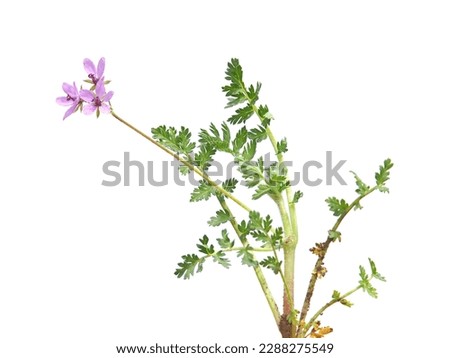 Similar – Image, Stock Photo meadow stork bill in a meadow