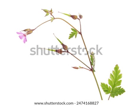 Similar – Image, Stock Photo Geranium robertianum macro with natural background Pink and white five-petal flower. Copy space with unfocused background.