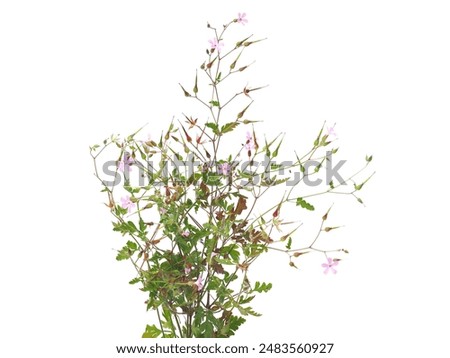 Image, Stock Photo Geranium robertianum macro with natural background Pink and white five-petal flower. Copy space with unfocused background.