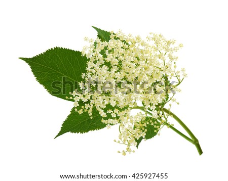 Similar – Image, Stock Photo Elder bush Branch