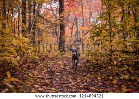 Similar – Image, Stock Photo Weimaraner puppy explores the forest