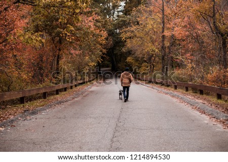 Similar – Image, Stock Photo Weimaraner puppy explores the forest