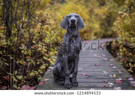 Similar – Image, Stock Photo Weimaraner puppy explores the forest