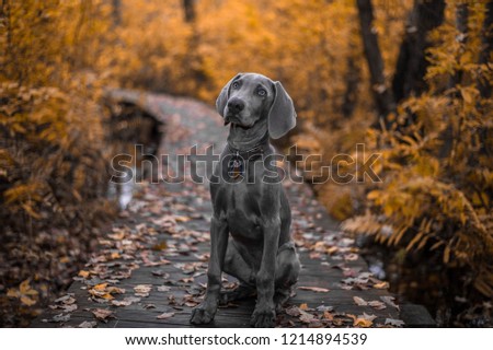 Similar – Image, Stock Photo Weimaraner puppy explores the forest