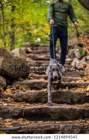 Similar – Image, Stock Photo Weimaraner puppy explores the forest