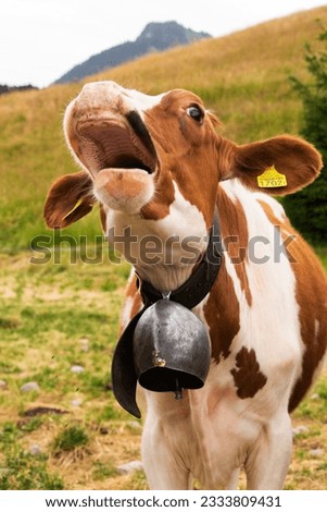 Foto Bild Lustige Kuh mit einer Maske im Eingang eines Lokals. Covid 19 Prävention.