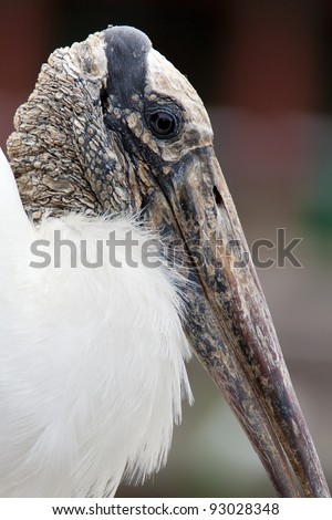 Very ugly bird close-up portrait.