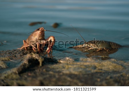 Freeing Bulgarian Astacus Astacus, Crayfish, on the shore of a lake. Photo stock © 