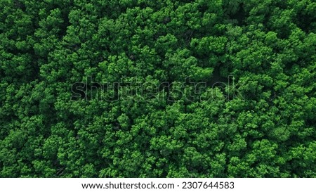 Similar – Image, Stock Photo Aerial View Green Forest Woods And River Landscape In Sunny Spring Summer Day. Top View Of Beautiful European Nature From High Attitude In Autumn Season. Drone View. Bird’s Eye View