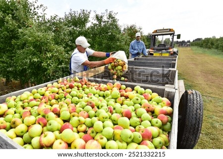 Similar – Image, Stock Photo apple harvest Apple tree