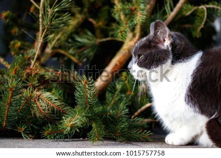 a beautiful cat is sitting in front of a conifer Stock foto © 