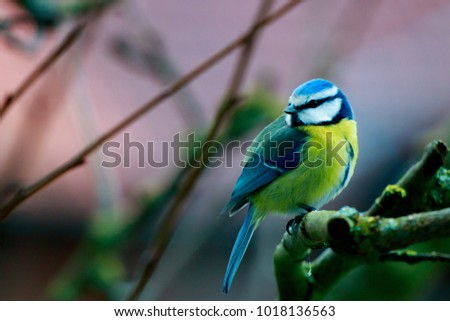 bluetit on a branch Stock foto © 