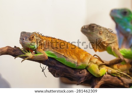 Small iguana with green skin close up